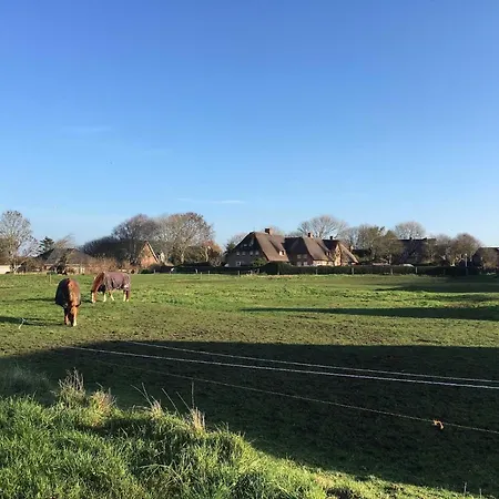 Reetkehlchen * Alkersum
