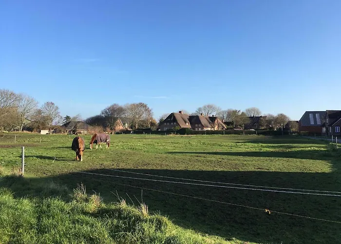 Reetkehlchen * Alkersum